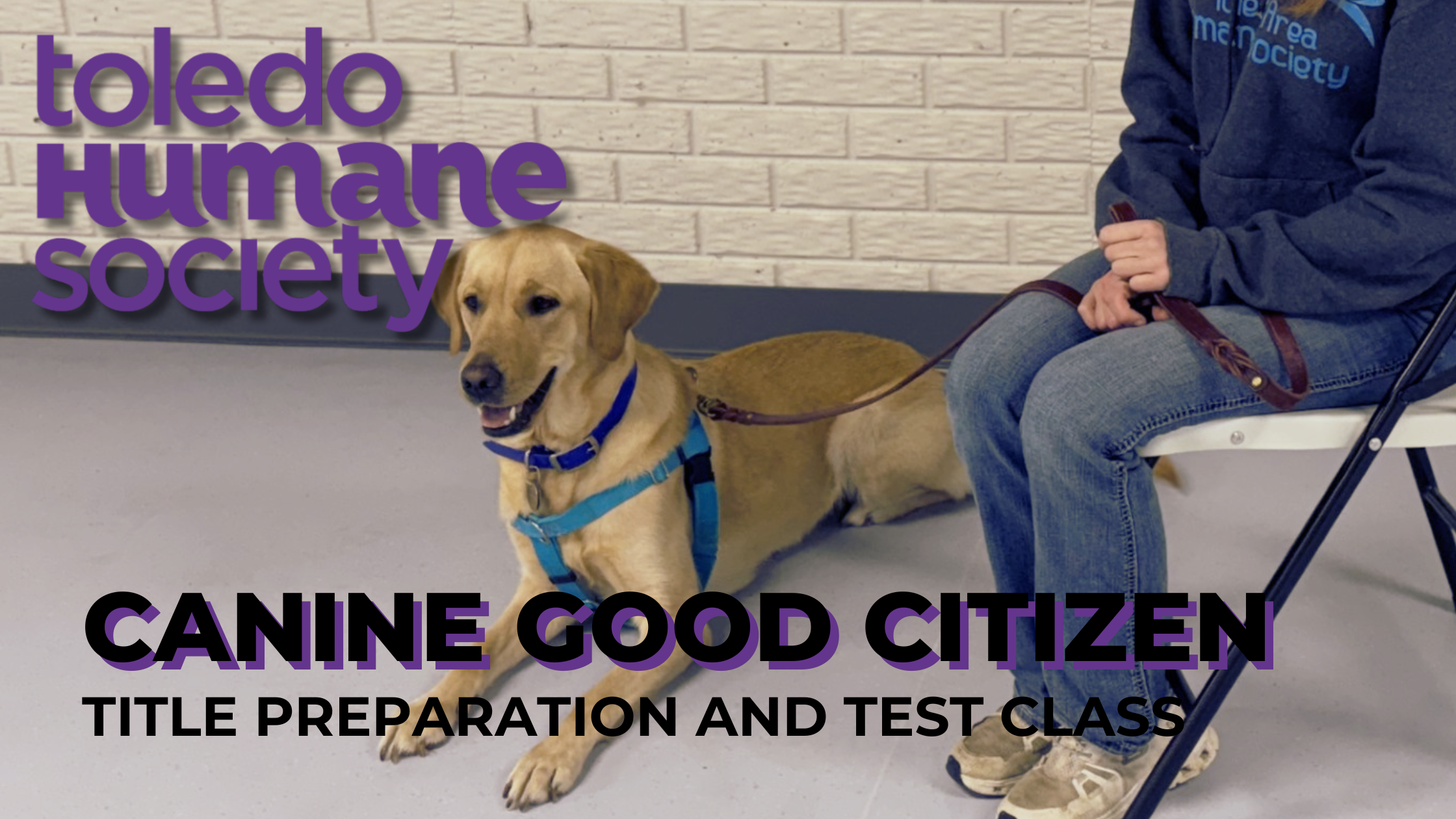 Canine Good Citizen - Dog Training Class thumbnail