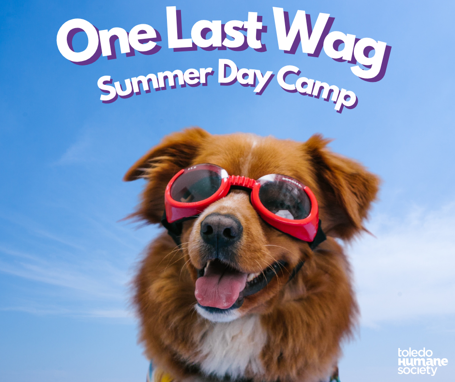 One Last Wag Summer Day Camp thumbnail
