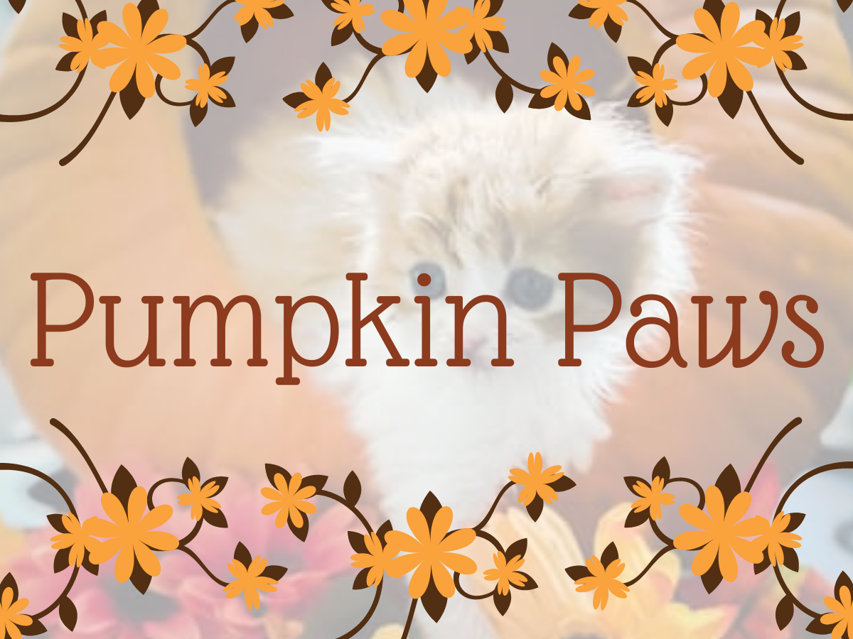 Pumpkin Paws thumbnail