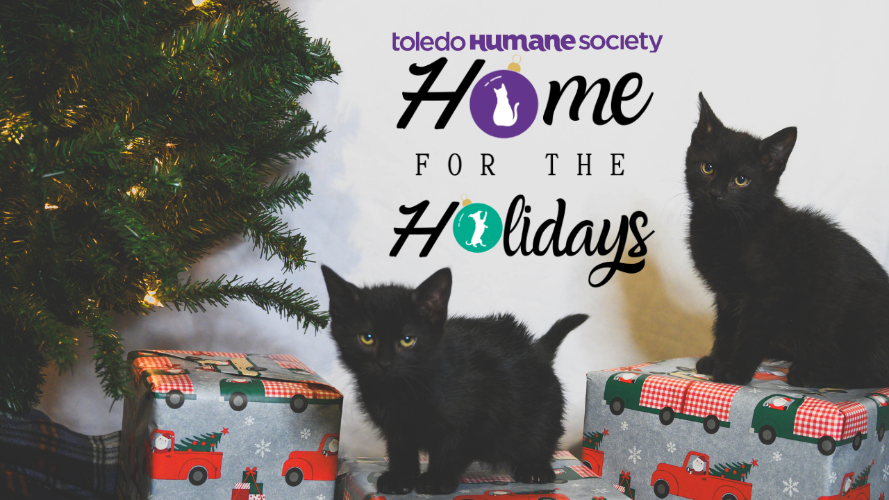 Home for the Holidays thumbnail