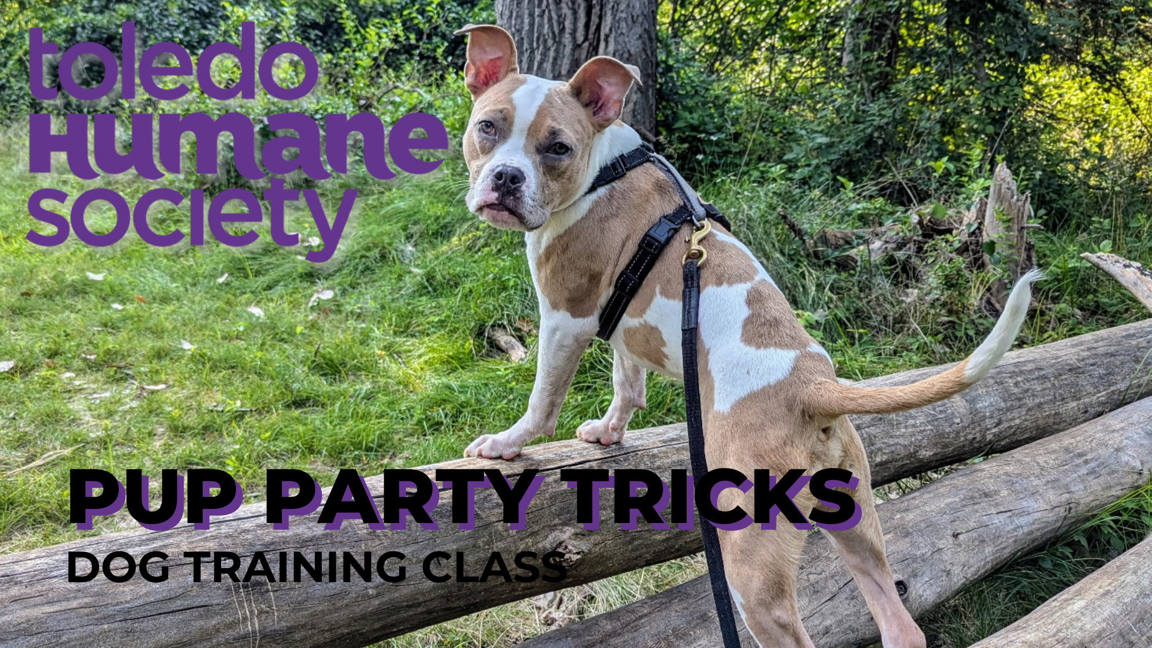 Pup Party Tricks - Dog Training Class thumbnail