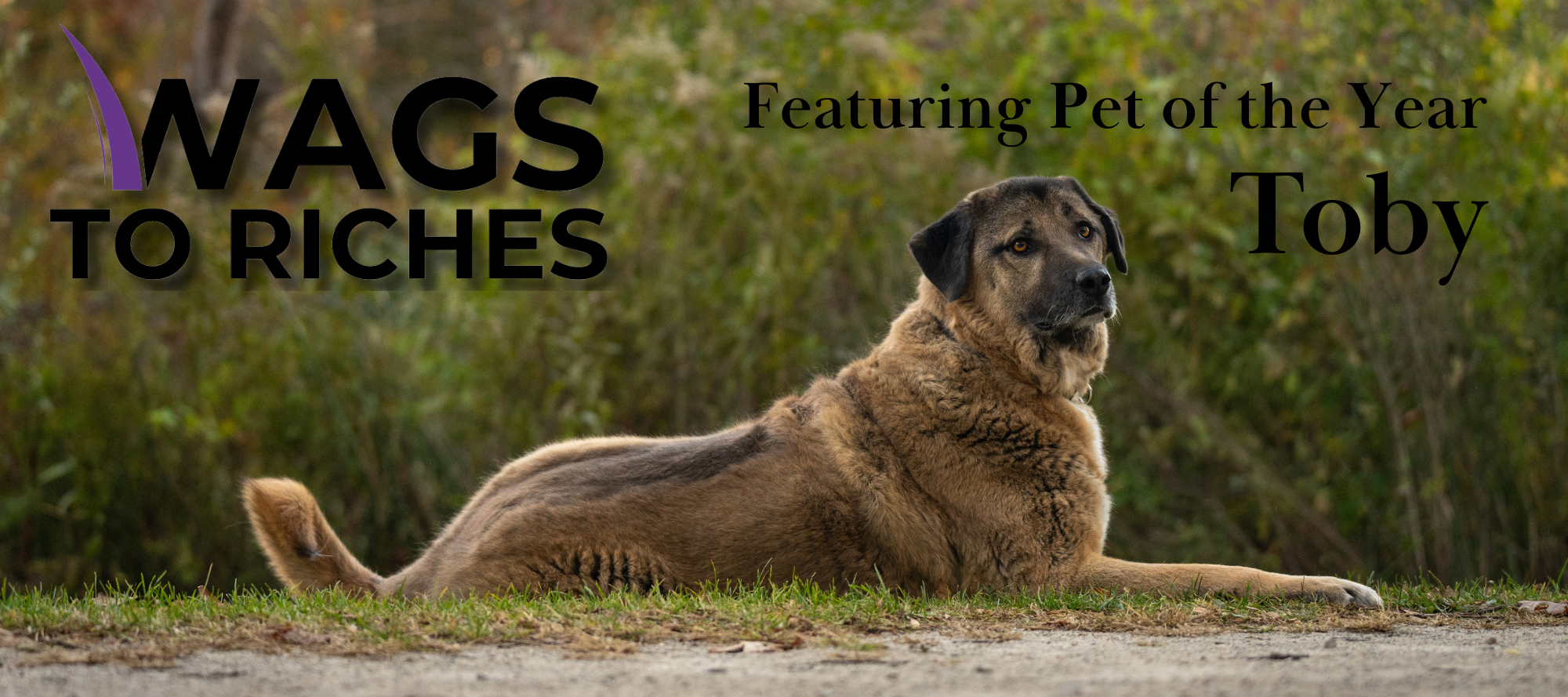 Wags to Riches Annual Fundraising Gala thumbnail